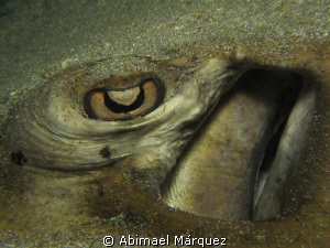 I see you by Abimael Márquez 